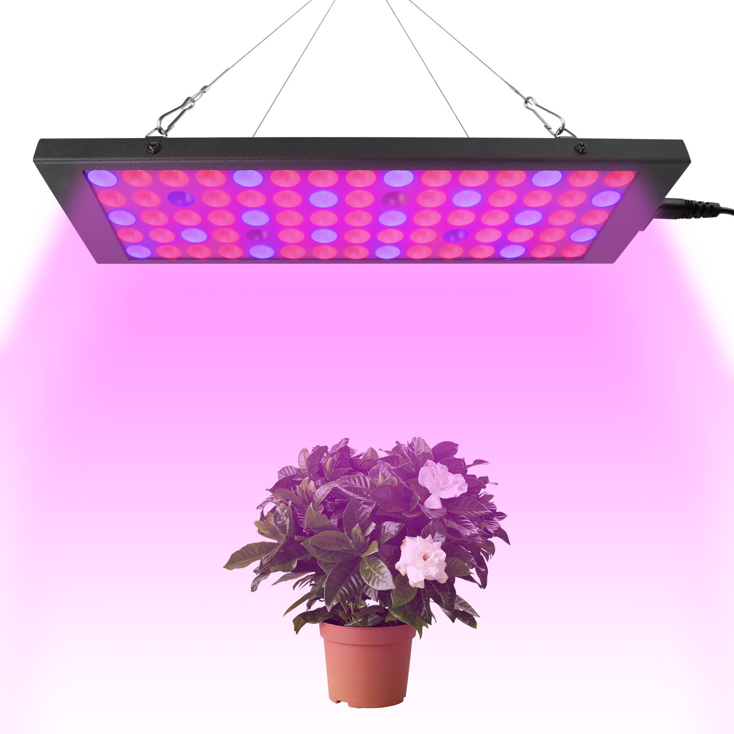 foto news LED лампы для расстений