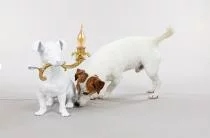 Настольная лампа декоративная Seletti Rio lamp 14794 9_STT_56559.webp small